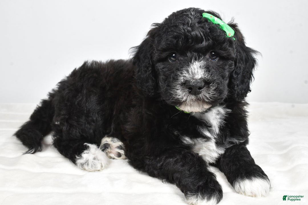 Mini Goldendoodle dogs for sale: Ace - Ad 2