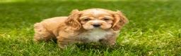 Cocker Spaniel dogs for sale: Henry  - Ad 2