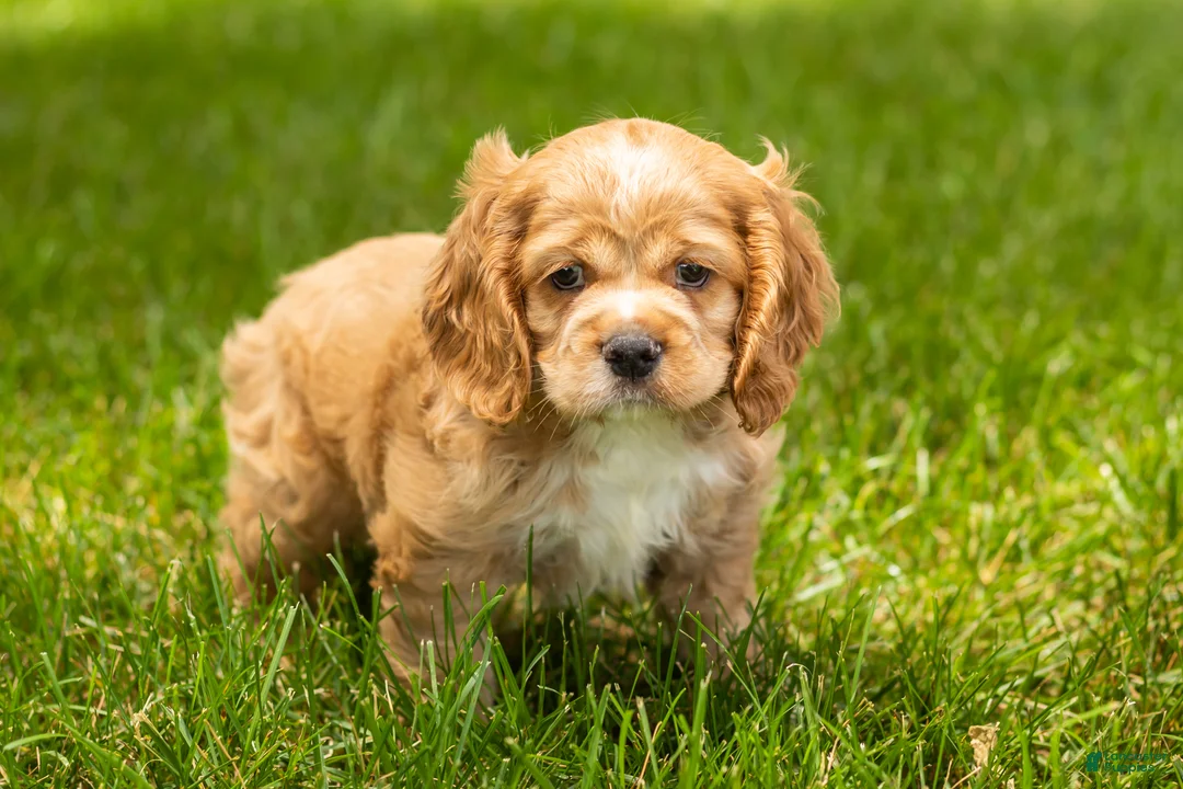 Cocker Spaniel dogs for sale: Henry  - Ad 2