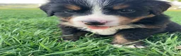 Bernese Mountain Dog dogs for sale: Jerry - Ad 7
