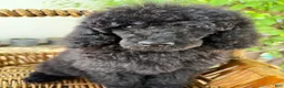 Standard Poodle dogs for sale: Luna - Ad 14