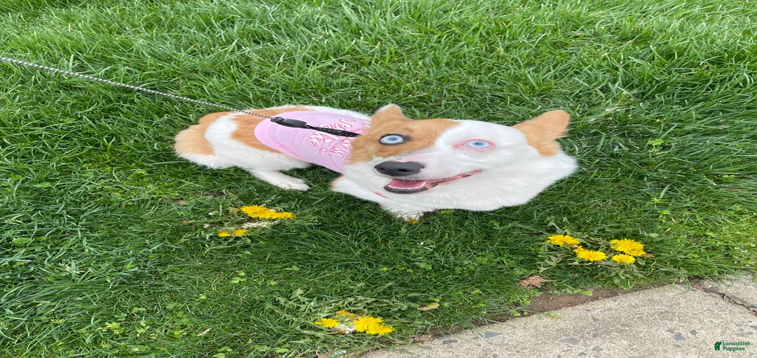 Gallery Image {{count}}