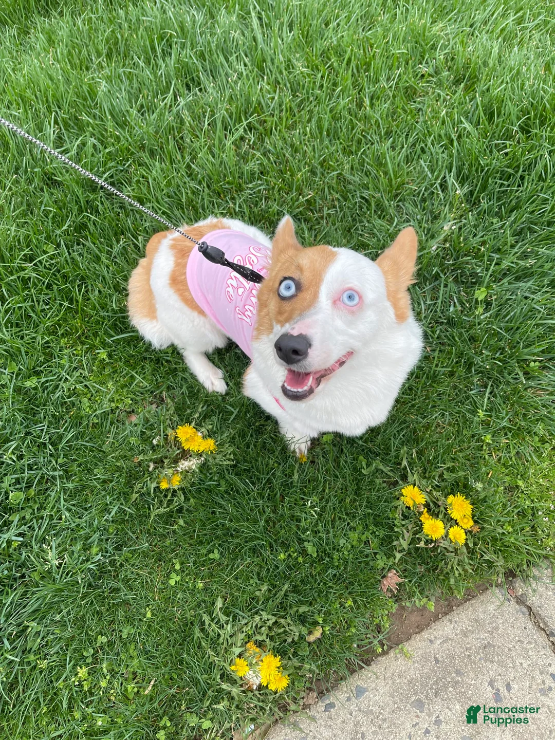 Gallery Image {{count}}