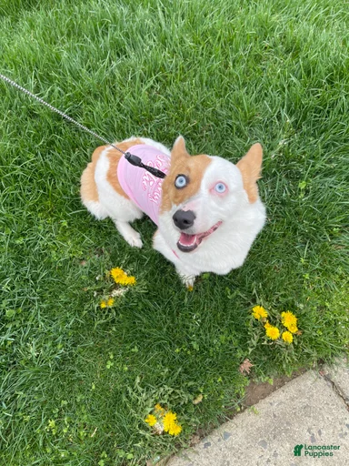 Gallery Image {{count}}