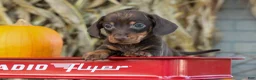 Miniature Dachshund dogs for sale: Zippy🐾 - Ad 6