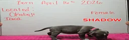 American Bully dogs for sale: American Bully Puppy 4 - Ad 2