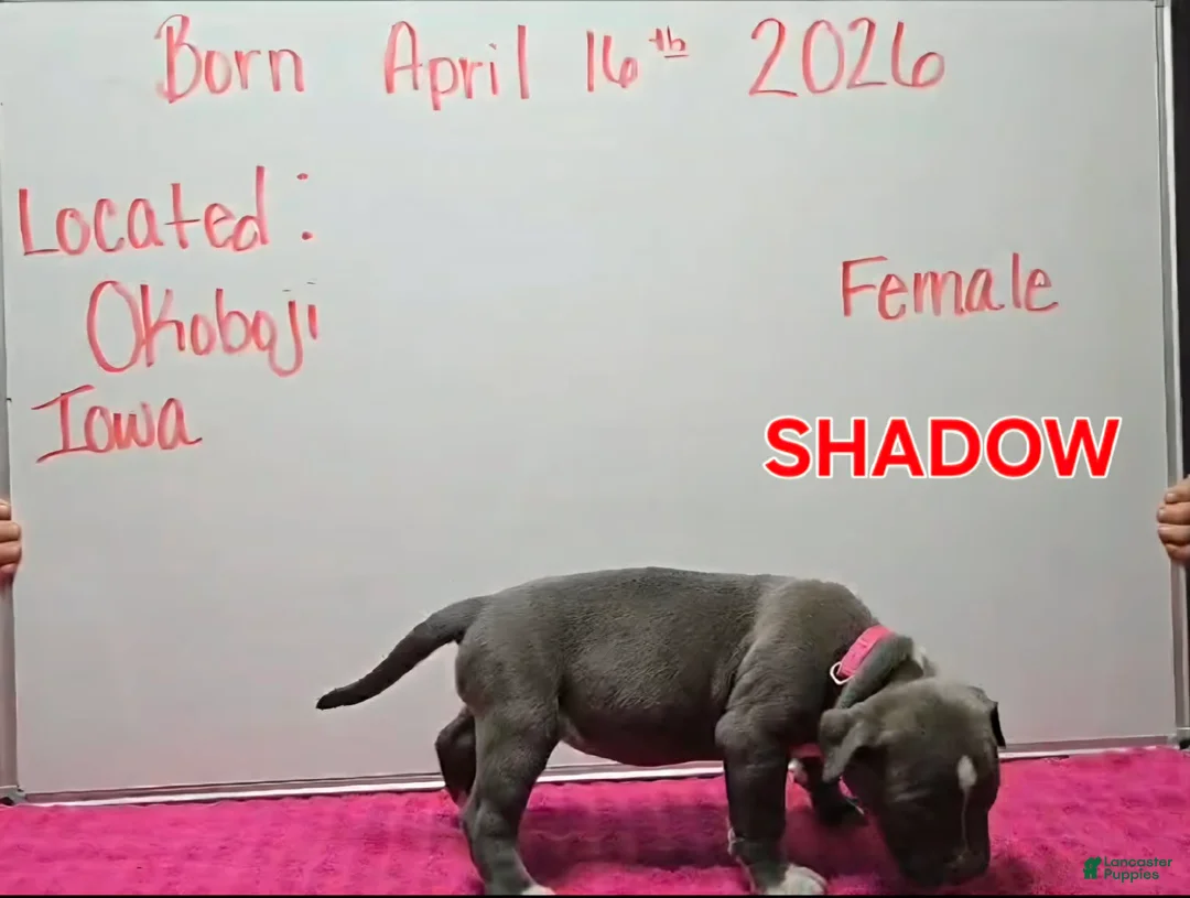 American Bully dogs for sale: American Bully Puppy 4 - Ad 2