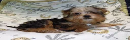 Yorkiepoo dogs for sale: Fiona - Ad 5