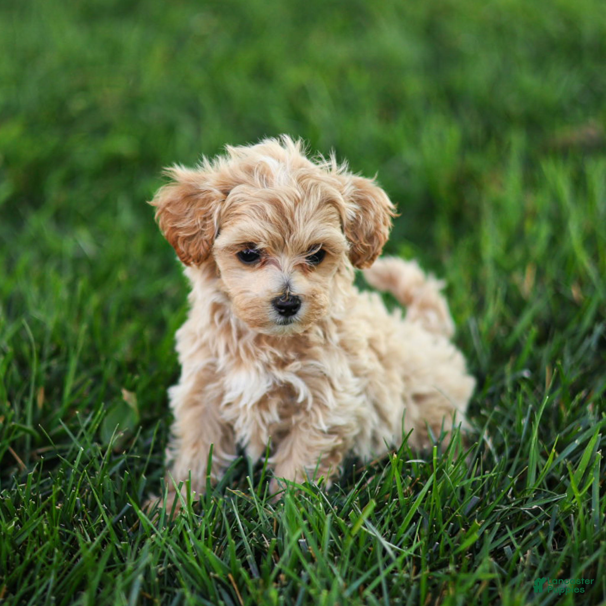 Maltipoo dogs Mac Maltipoo Puppy  - Ad 1