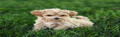 Mac Maltipoo Puppy 