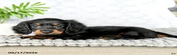 Miniature Dachshund dogs for sale: Ivy  - Ad 3