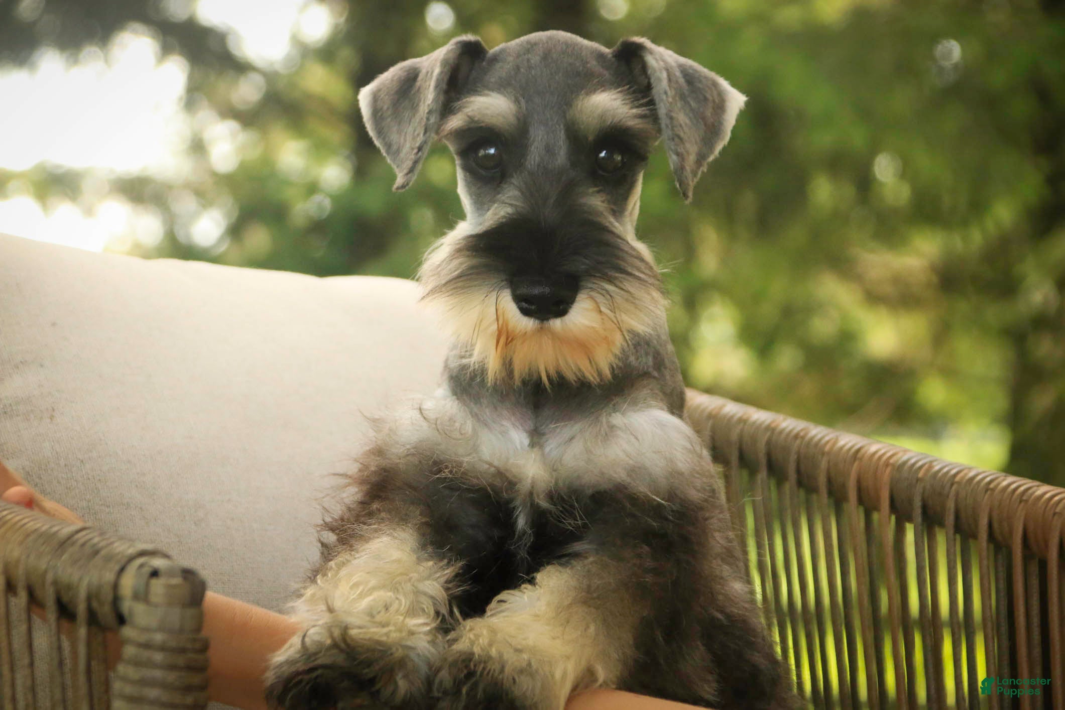 Miniature Schnauzer dogs Qeleigh Miniature Schnauzer (crate and leash Trained) - Ad 1