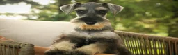 Miniature Schnauzer dogs for sale: Qeleigh Miniature Schnauzer (crate and leash Trained) - Ad 7
