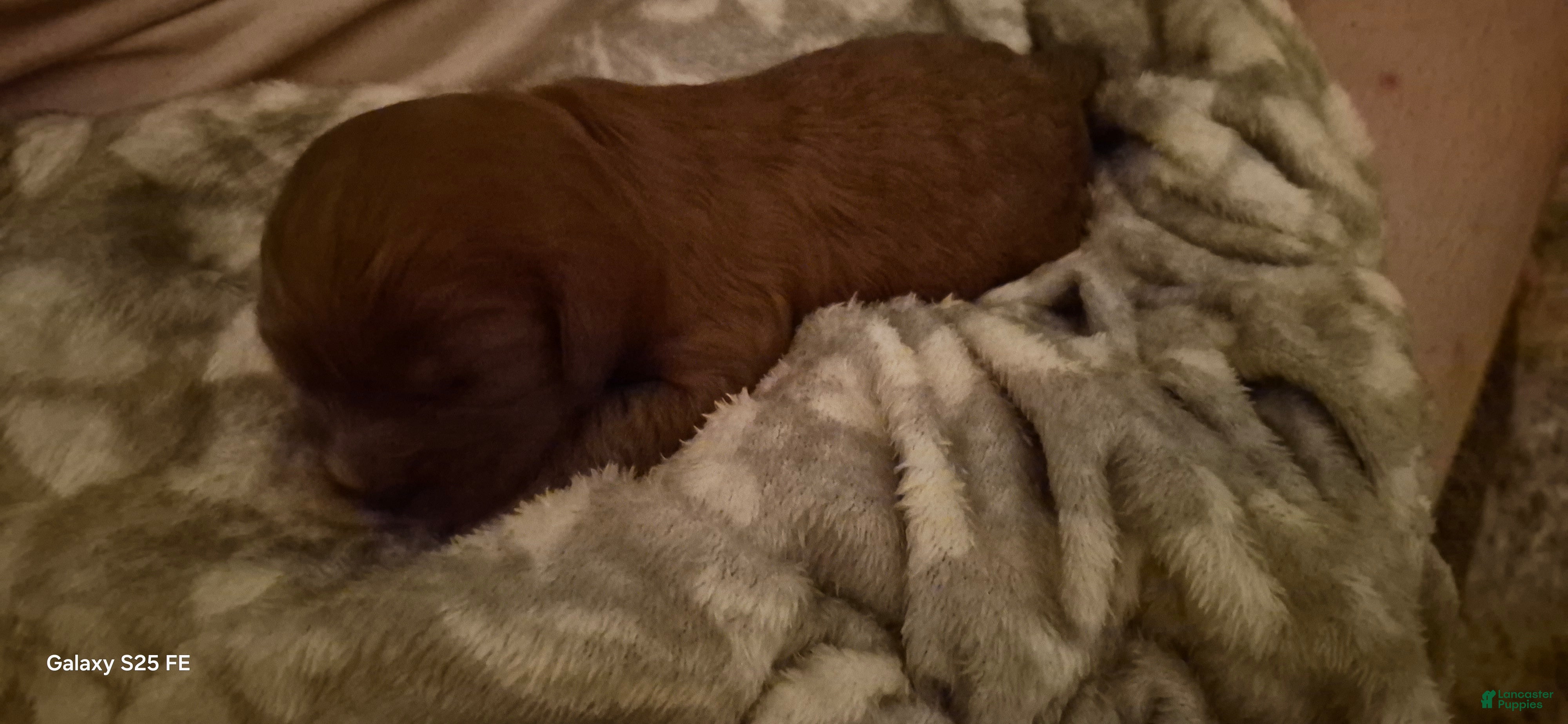Cavapoo dogs Cavapoo 1 - Ad 1
