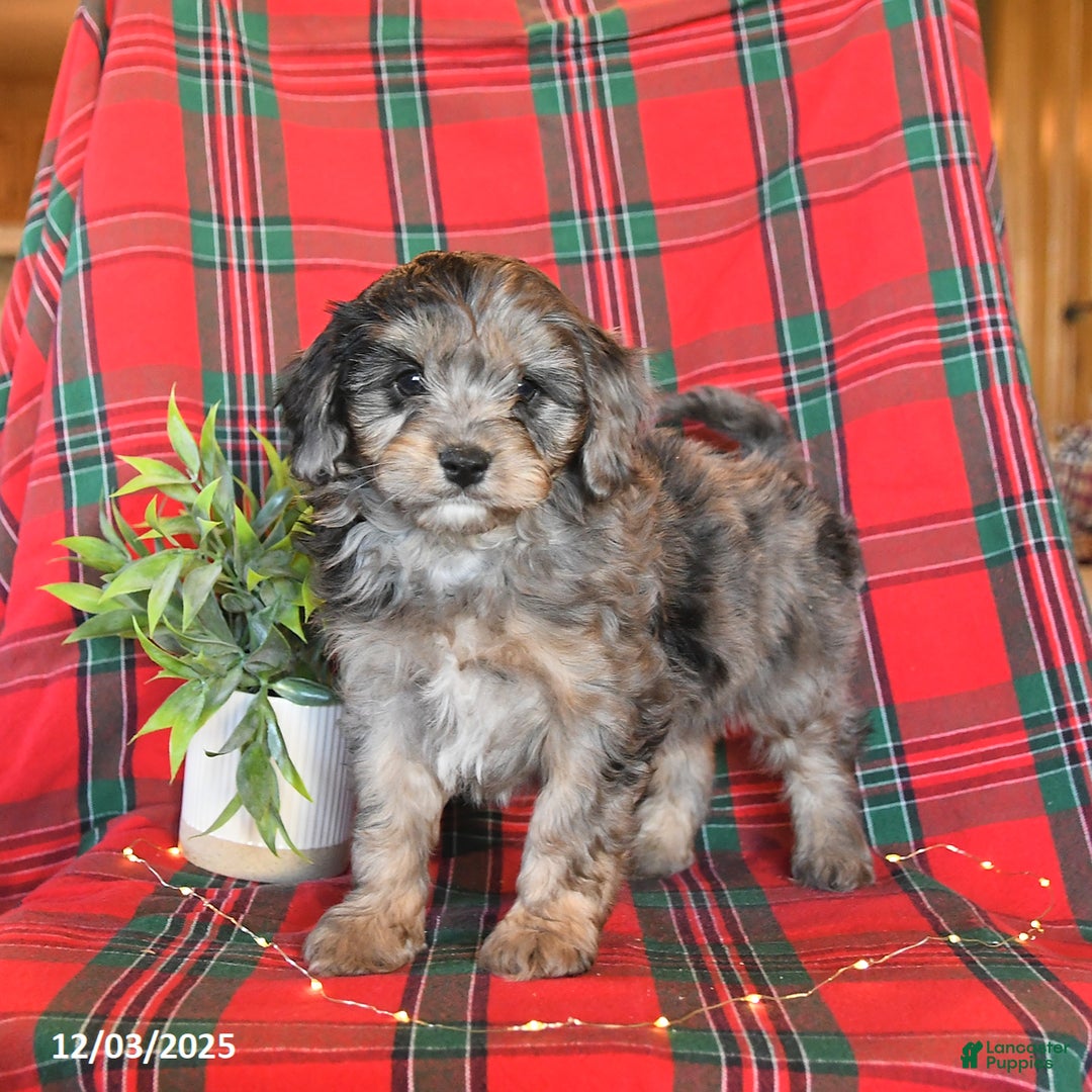 Cavapoo dogs for sale: Ace - Ad 2