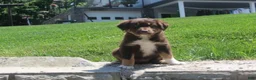 Australian Shepherd dogs for sale: Petunia  - Ad 5
