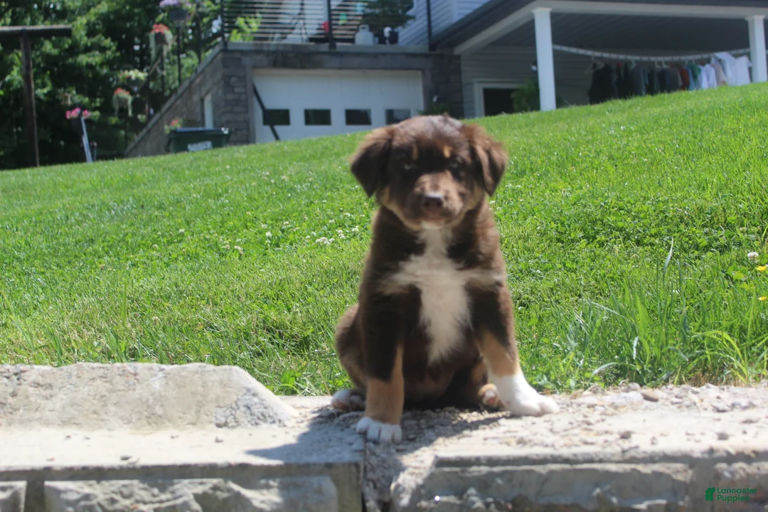 Australian Shepherd dogs for sale: Petunia  - Ad 5
