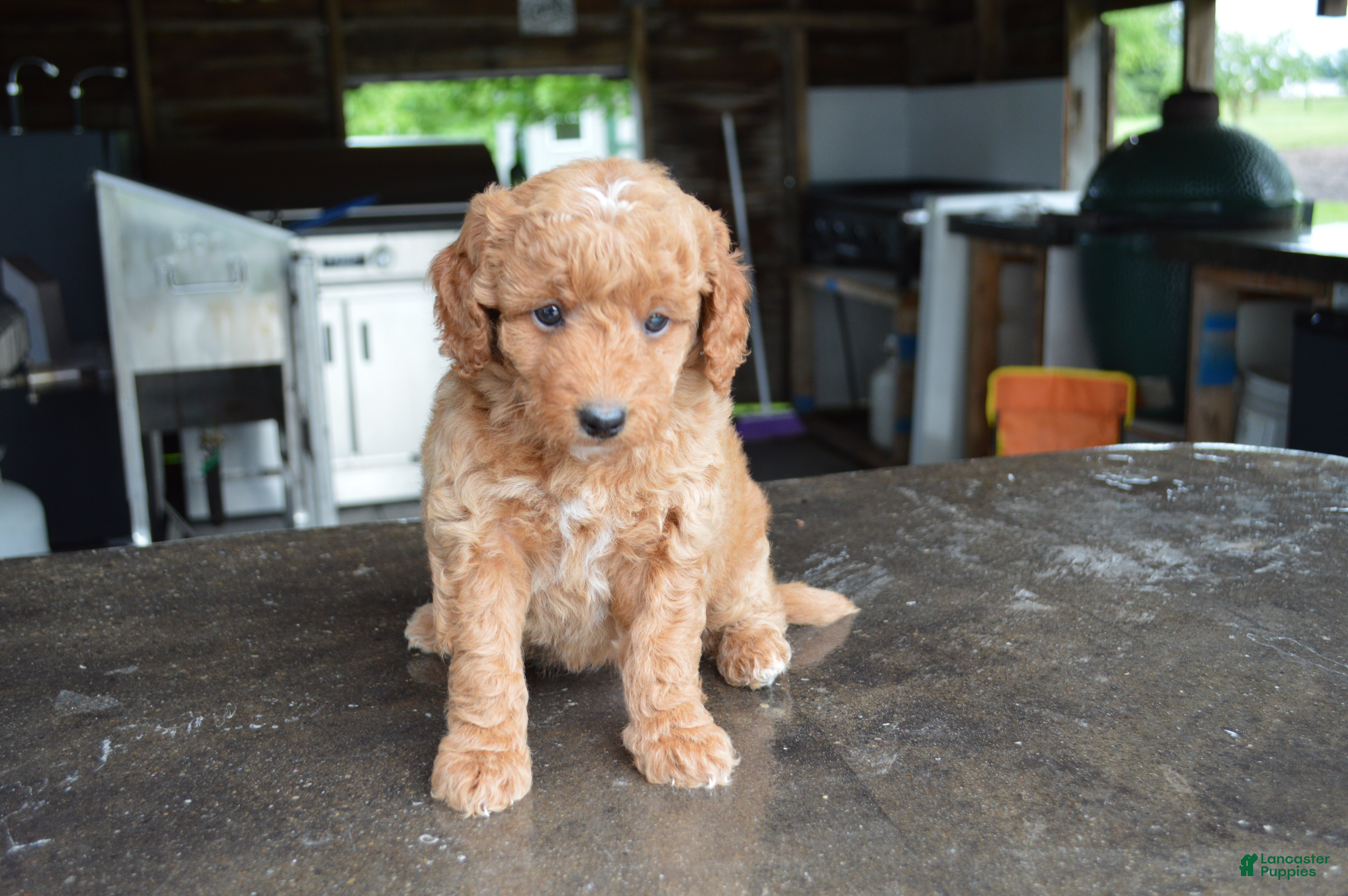 Mini Goldendoodle dogs Mimi - Ad 2
