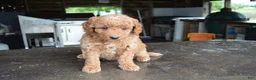 Mini Goldendoodle dogs for sale: Mimi - Ad 9