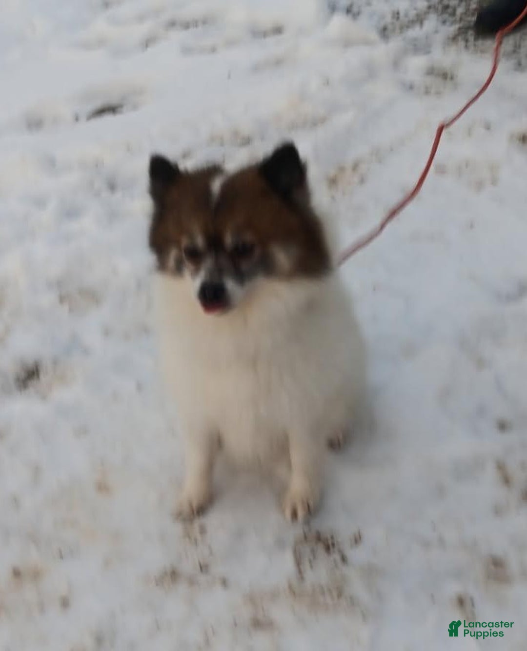 Pomeranian dogs for sale: Bryson - Ad 7