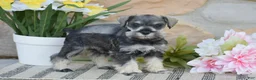 Miniature Schnauzer dogs for sale: Tinker - Ad 5