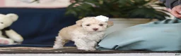 Toy Poodle dogs for sale: Betsy - Ad 7