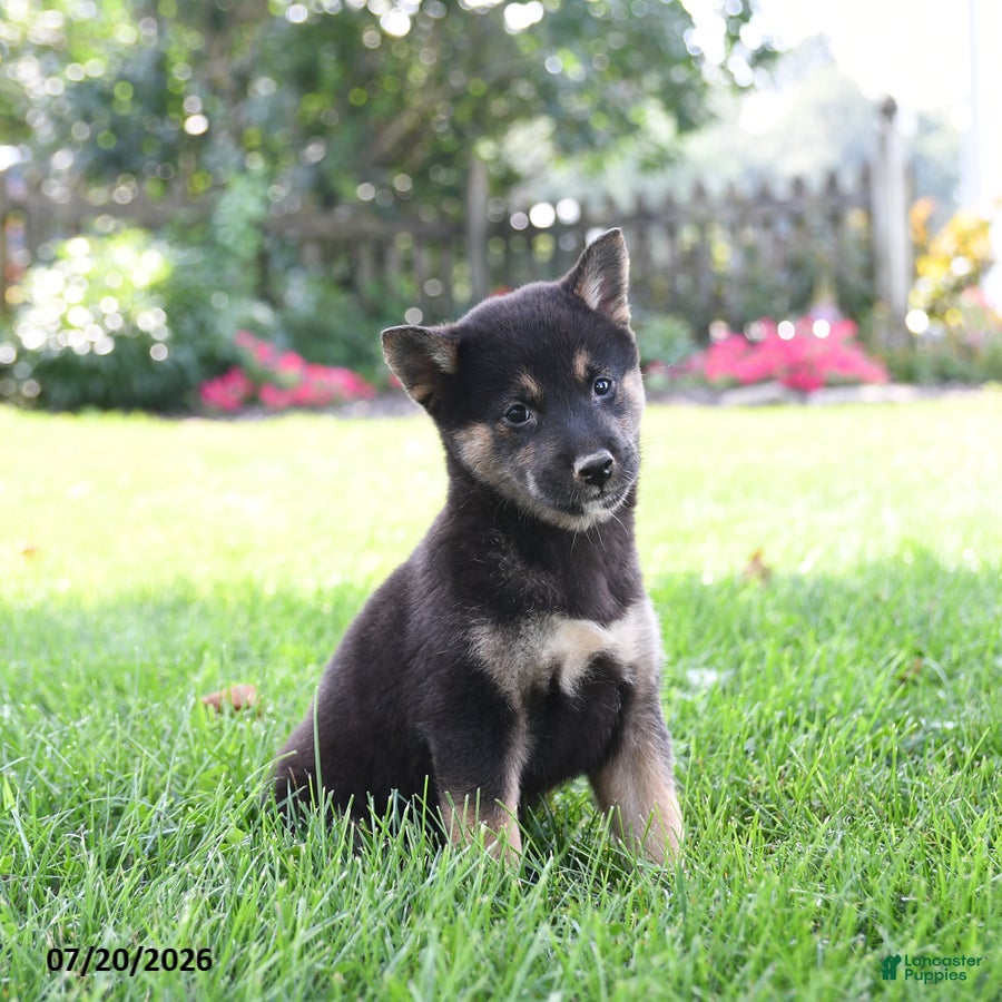 Shiba Inu dogs Hunter - Ad 2
