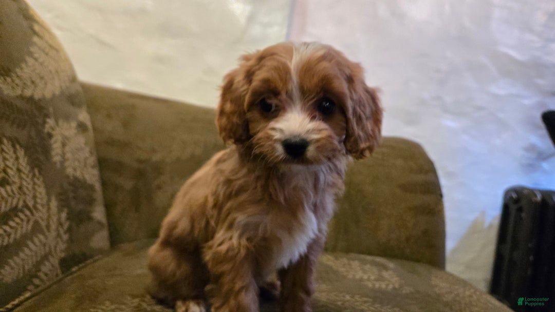 Cavapoo dogs for sale: Wren - Ad 15