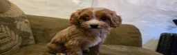 Cavapoo dogs for sale: Wren - Ad 15