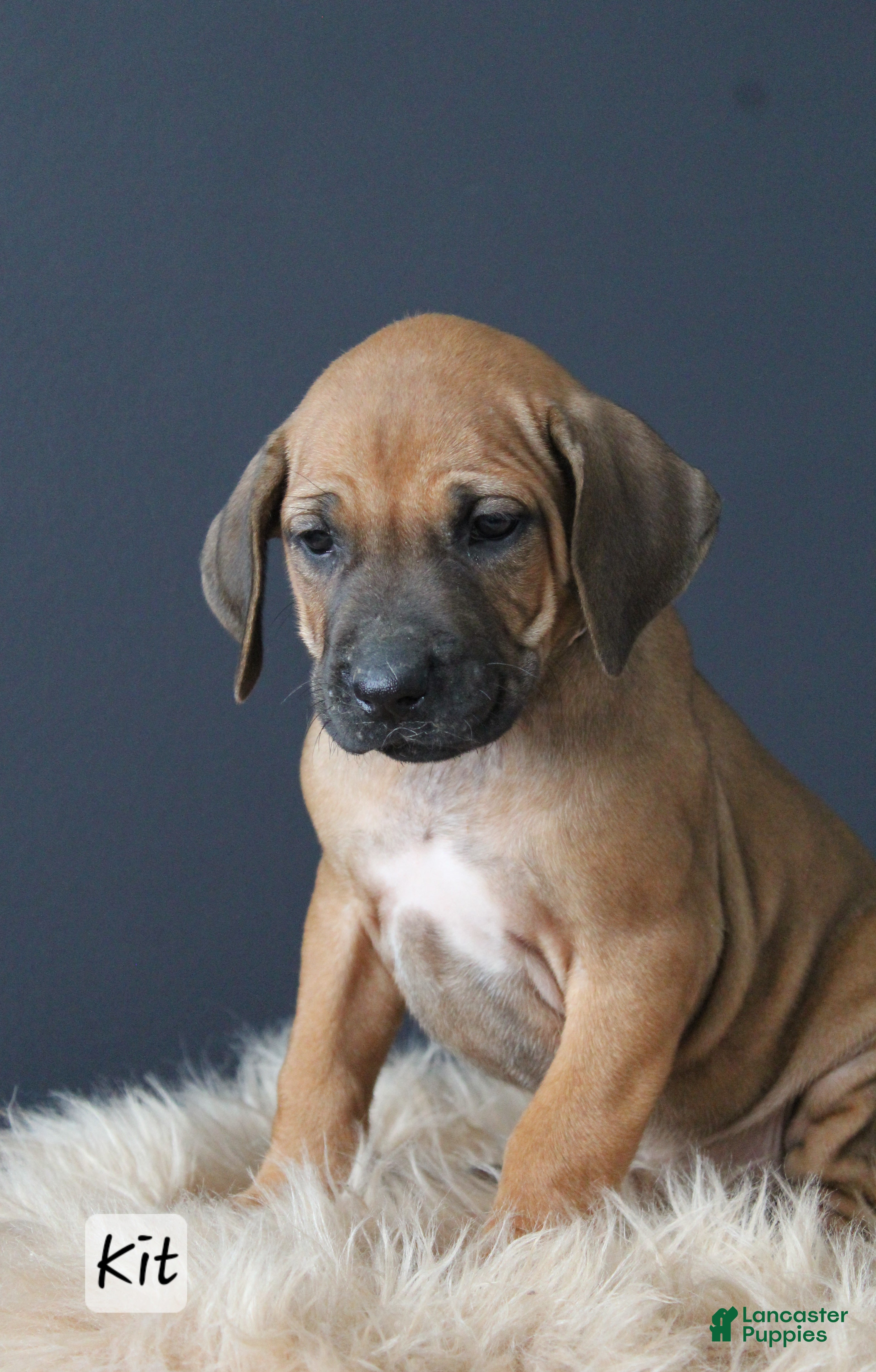 Rhodesian Ridgeback dogs Kit - Ad 1