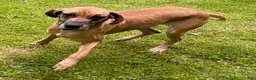 Great Dane dogs for sale: Sirius - Ad 4