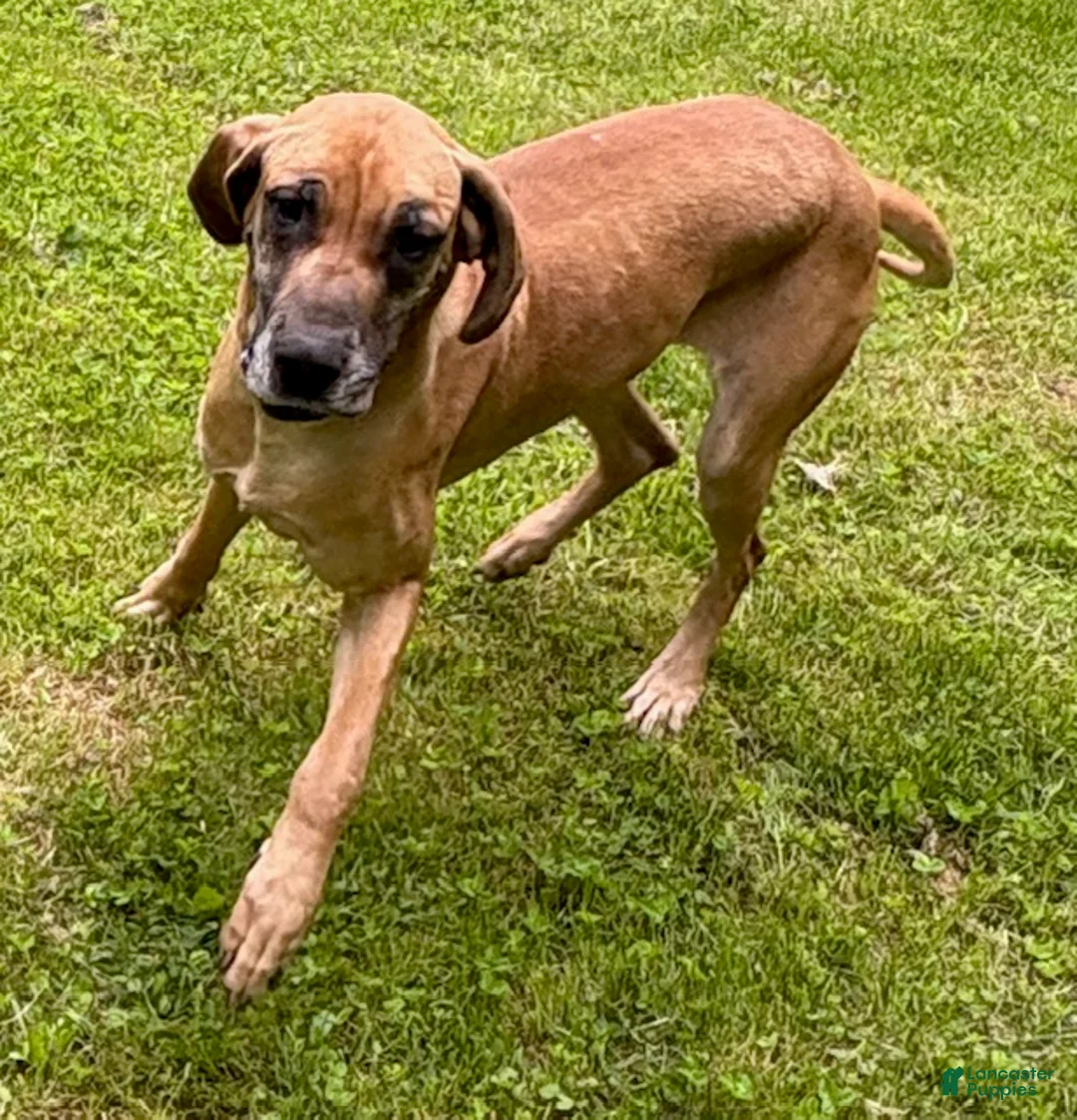 Great Dane dogs for sale: Sirius - Ad 4