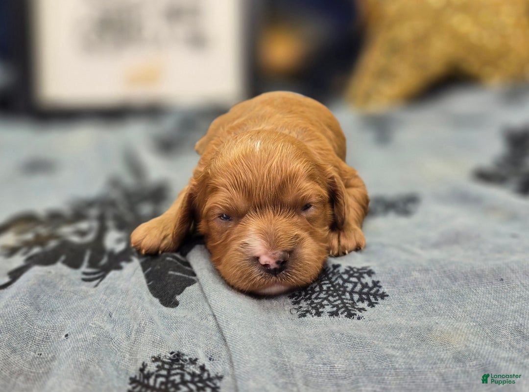 Cavapoo dogs for sale: Mittens - Ad 6