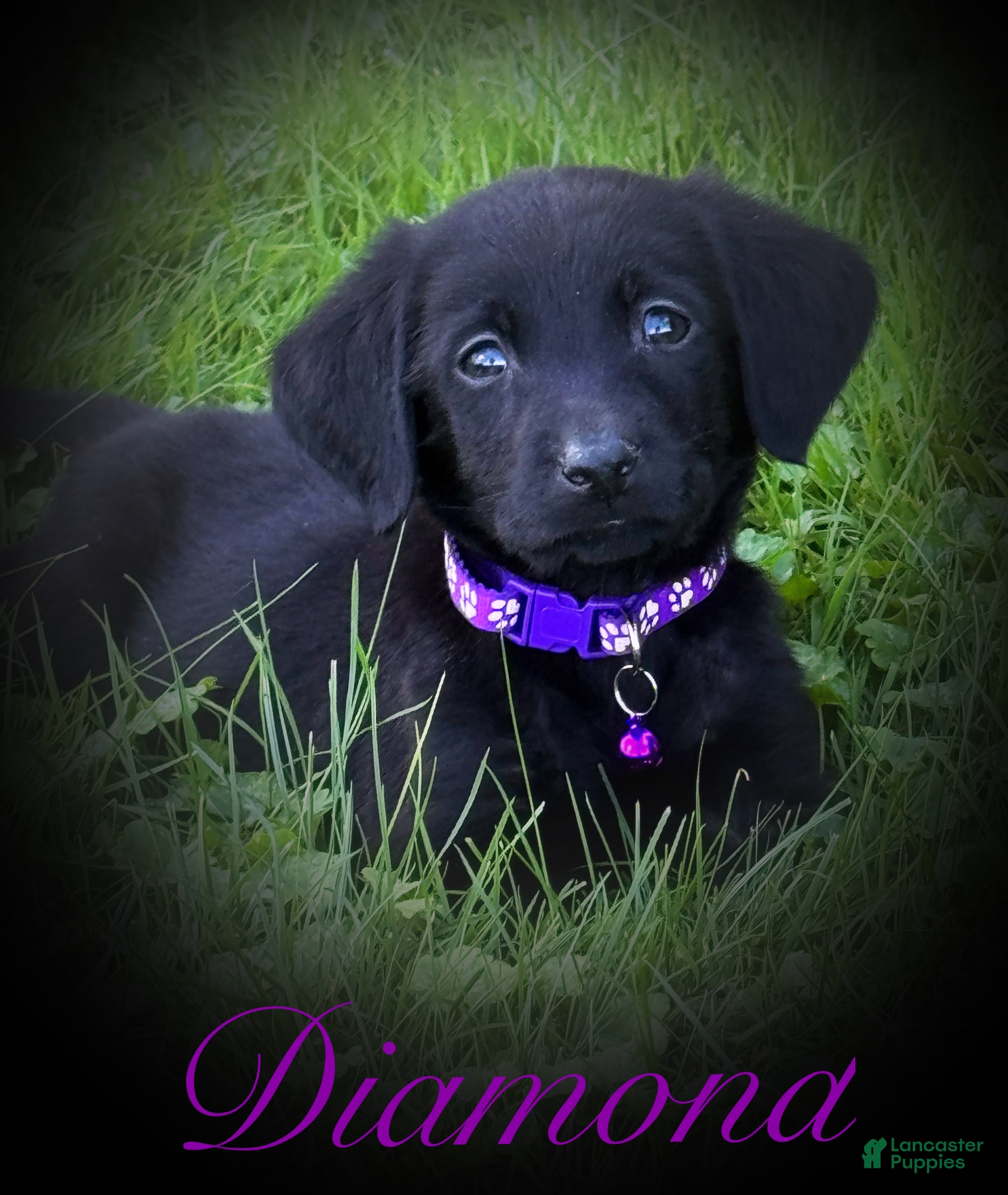 Labrador Retriever dogs Labrador Retriever 1 - Ad 1