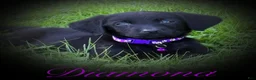 Labrador Retriever dogs for sale: Labrador Retriever 1 - Ad 3