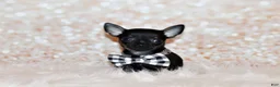Chihuahua dogs for sale: Lionel - Ad 4