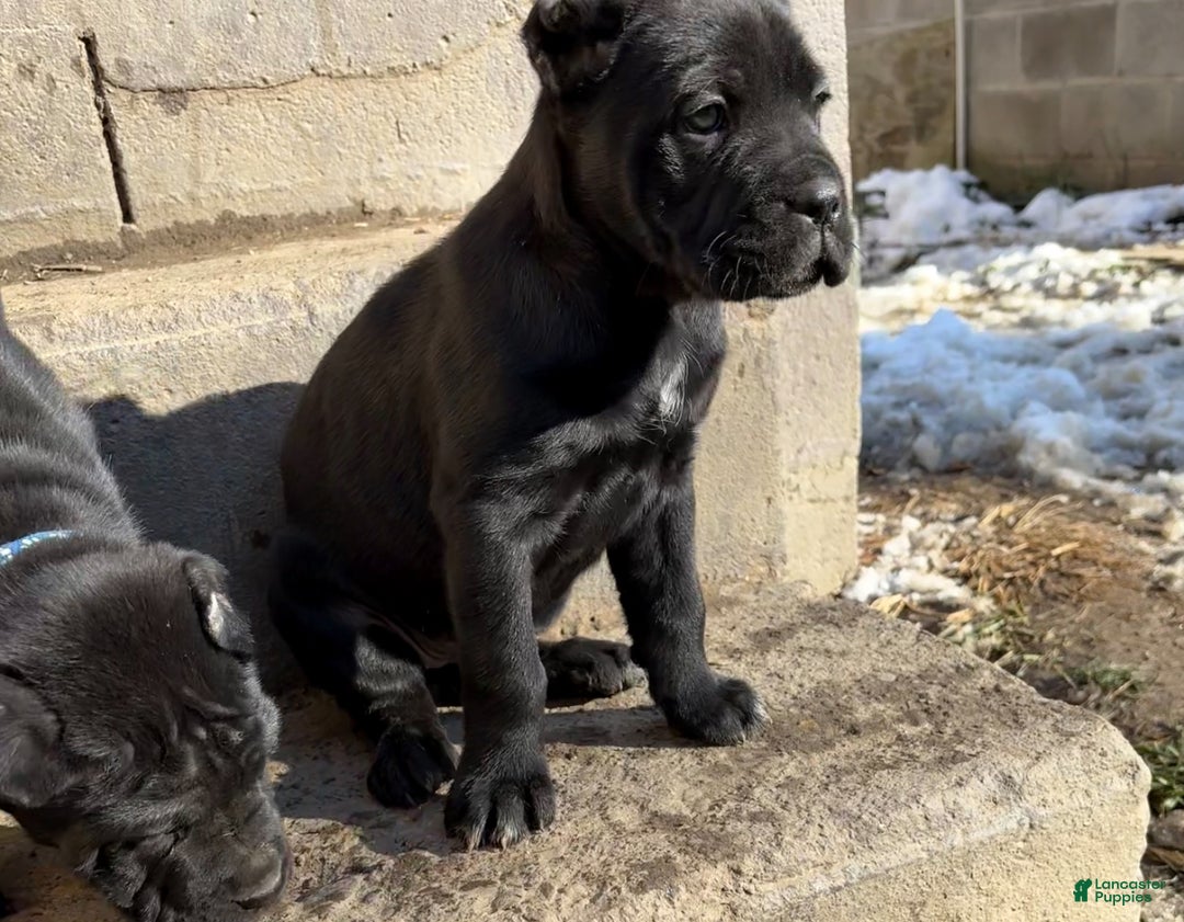 Cane Corso dogs for sale: Eliza  - Ad 1