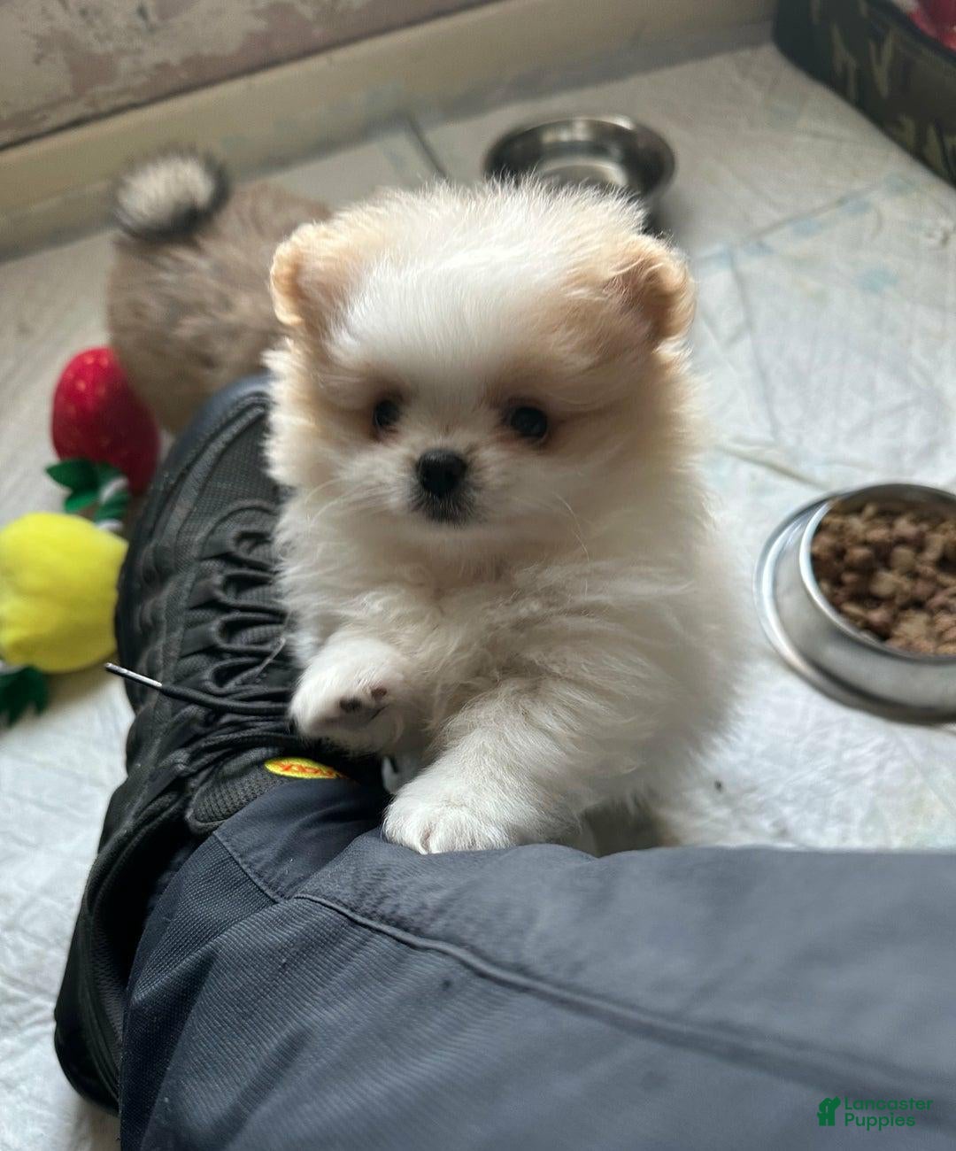 Pomeranian dogs Luna - Ad 10