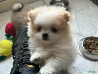 Pomeranian dogs Luna - Ad 10