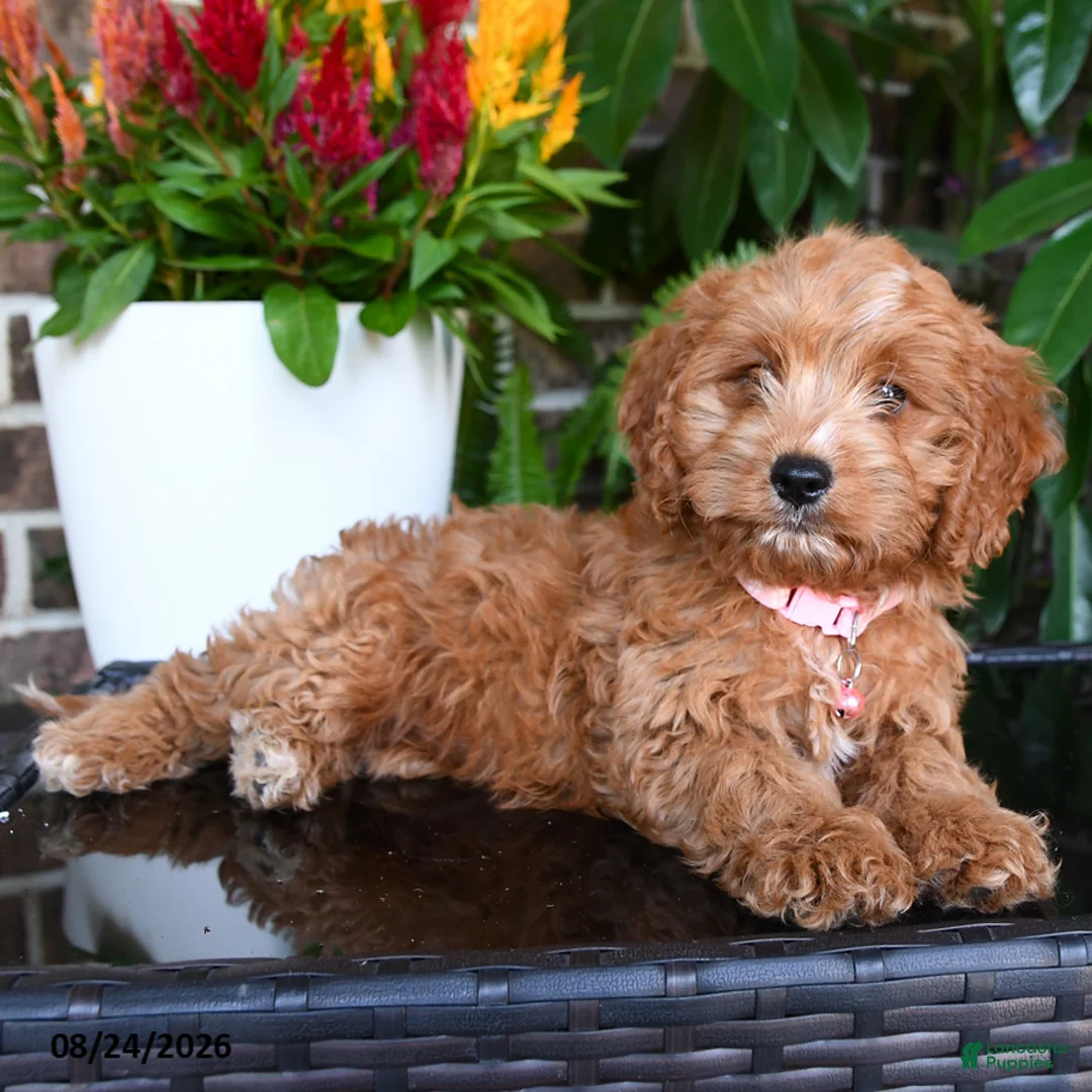 Mixed Breed dogs for sale: Maisie - Ad 1