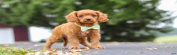 Cavapoo dogs for sale: Dax - Ad 3