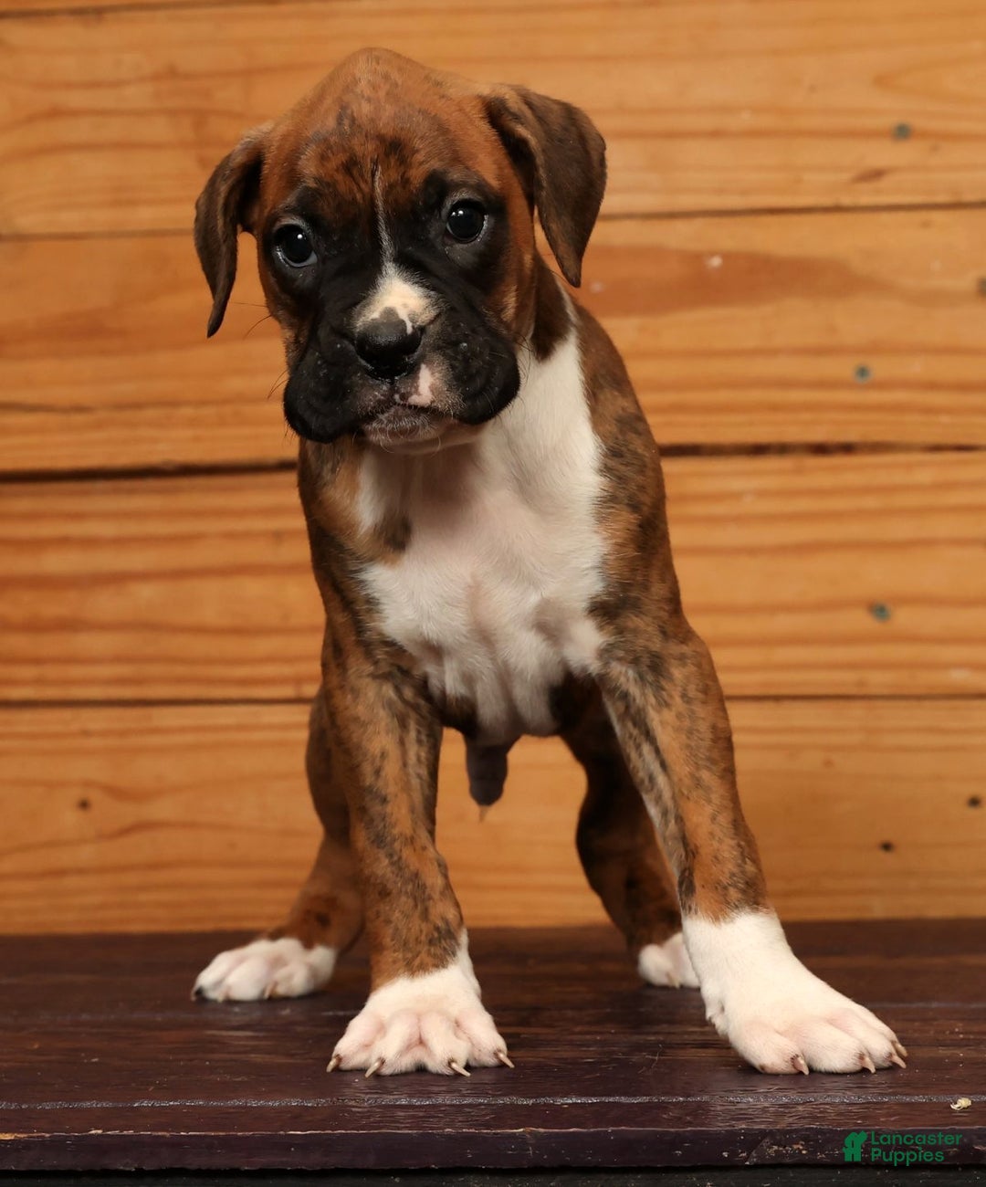 Boxer dogs for sale: Rainy - Ad 2