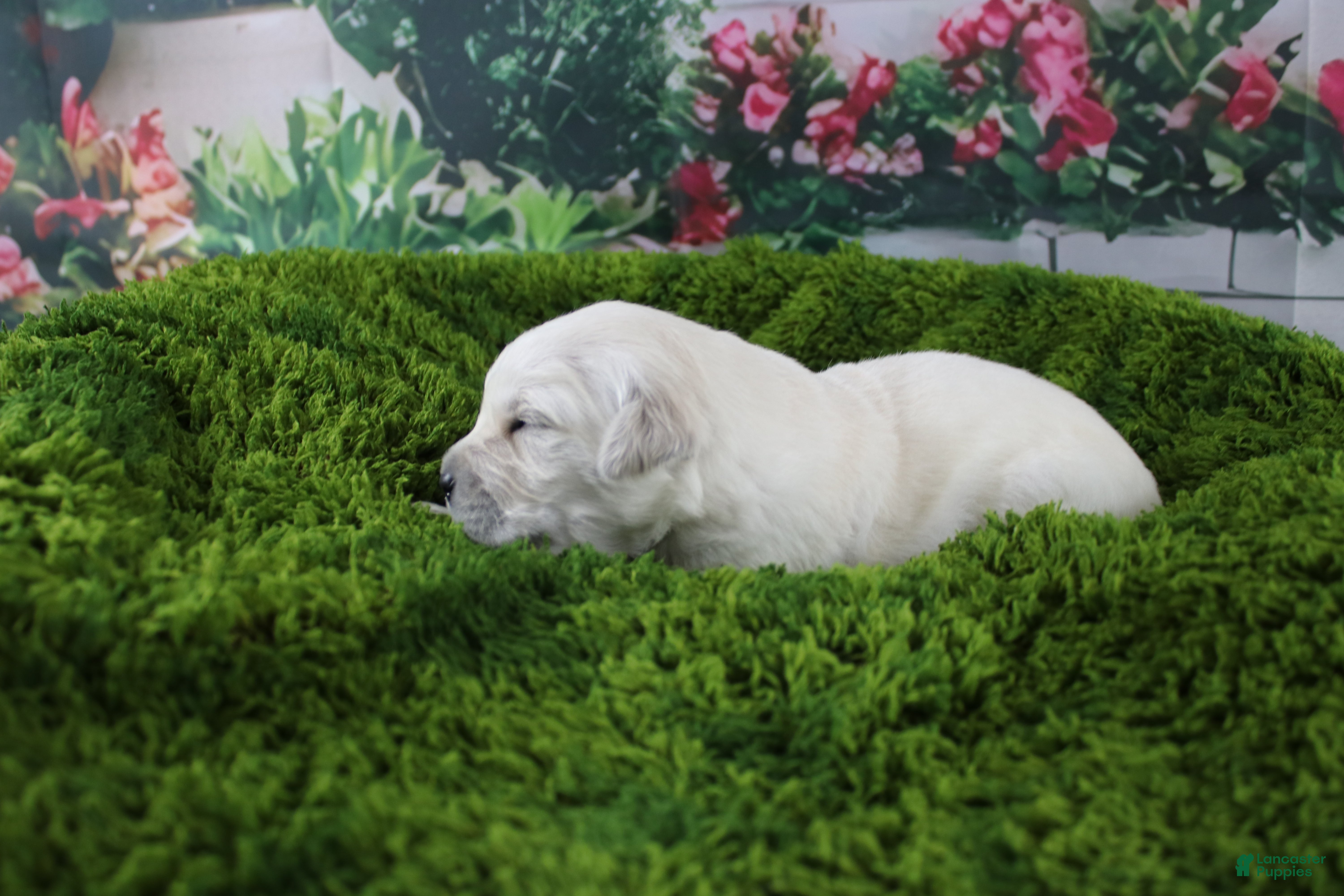 Golden Retriever dogs Albie - Ad 24