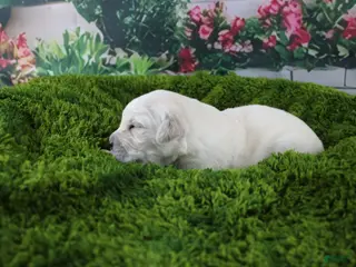 Golden Retriever dogs Albie - Ad 24