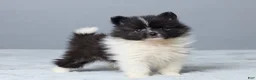 Pomeranian dogs for sale: Tamara - Ad 4