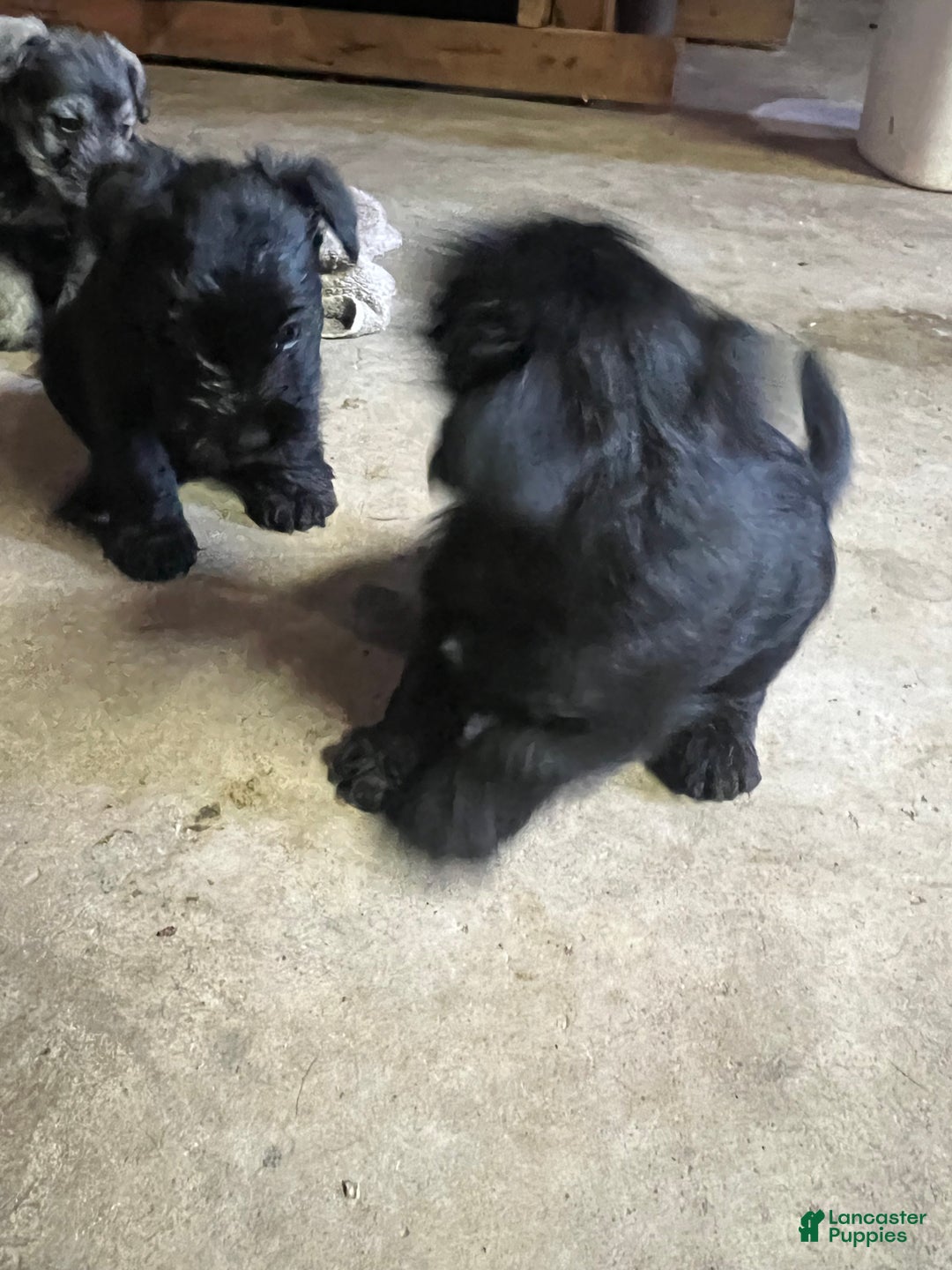 Miniature Schnauzer dogs for sale: Margo  - Ad 6