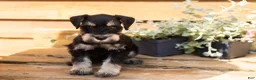 Miniature Schnauzer dogs for sale: Reese - Ad 1