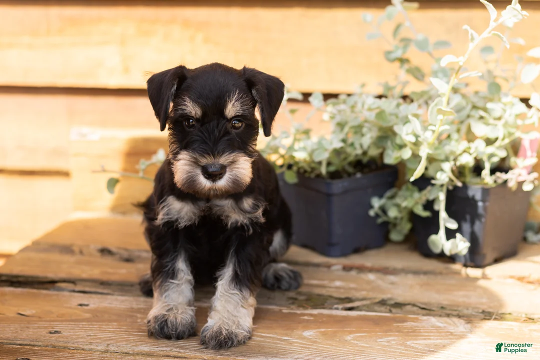 Miniature Schnauzer dogs for sale: Reese - Ad 1