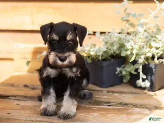 Miniature Schnauzer dogs Reese - Ad 19