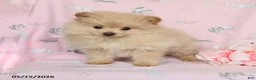 Pomeranian dogs for sale: Misty - Ad 2